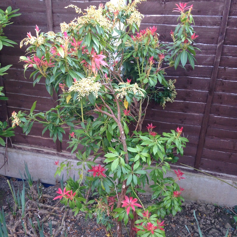 Pieris 'Forest Flame'