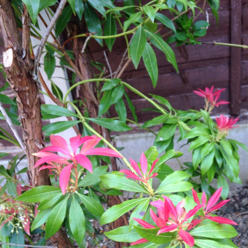 Pieris 'Forest Flame'