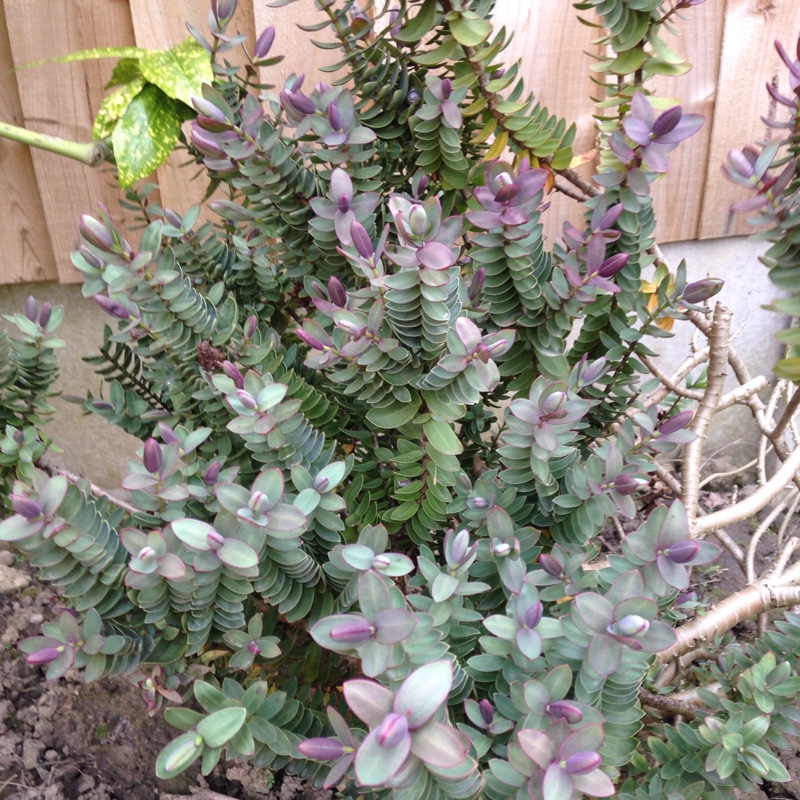 Shrubby Veronica 'Red Edge'