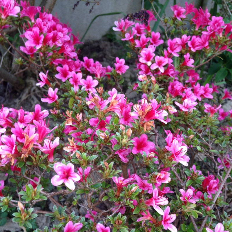 Azalea 'Silvester'