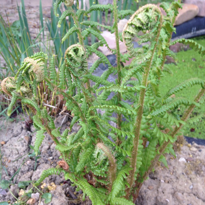 Ostrich fern