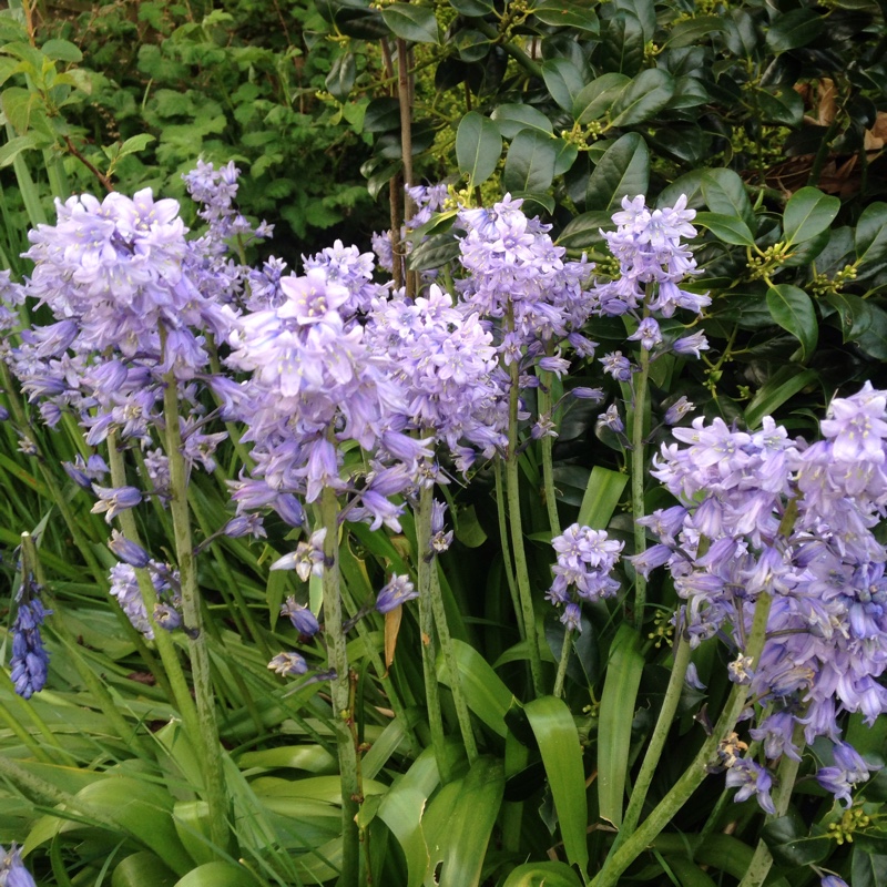 English Bluebell