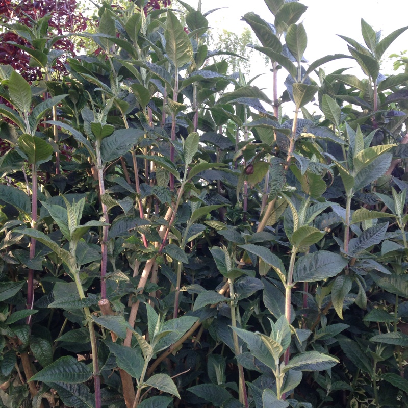 Butterfly Bush 'Harlequin'