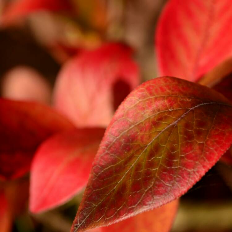 Plant image Vaccinium corymbosum 'Goldtraube'