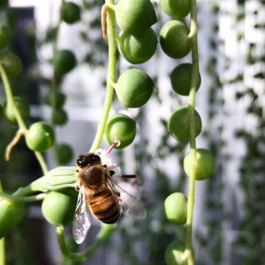 String of Pearls