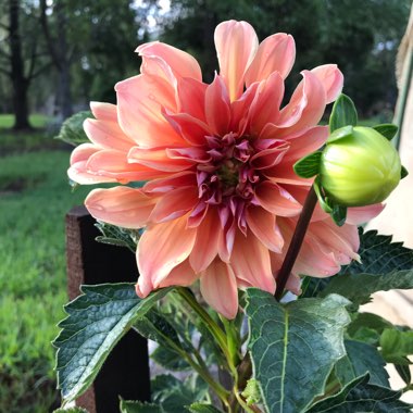 Dahlia