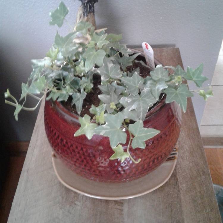 Plant image Hedera helix 'Silver Bells'