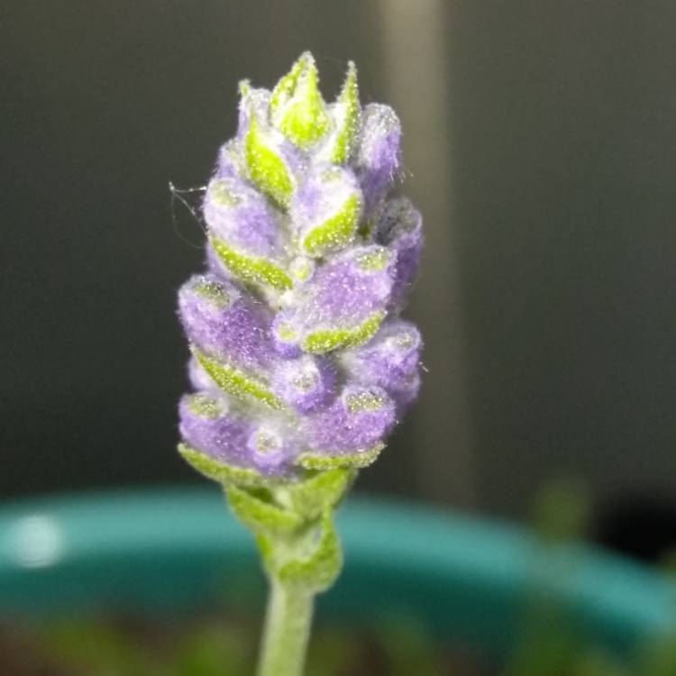 Plant image Lavandula angustifolia 'Ellagance Mix' (Ellagance Series)