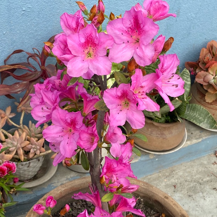 Plant image Rhododendron 'Roblec' (Encore Series) syn. Rhododendron 'Encore Autumn Carnation'