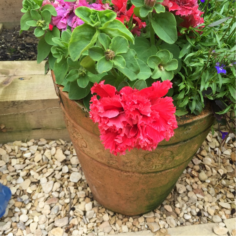 Plant image Petunia Double