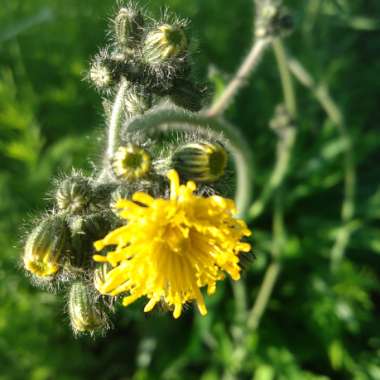 Sonchus asper