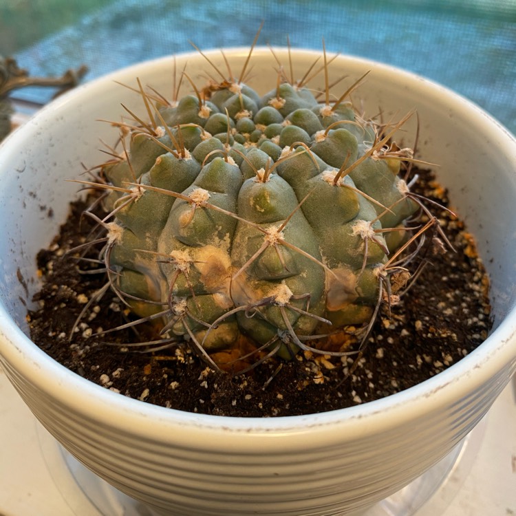 Plant image Gymnocalycium anisitsii