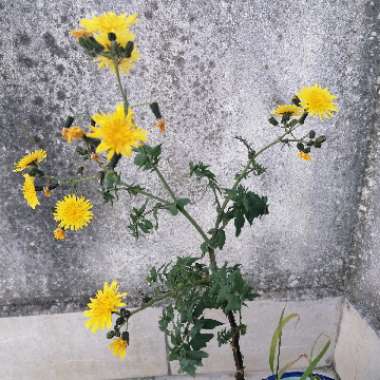 Sonchus fruticosus