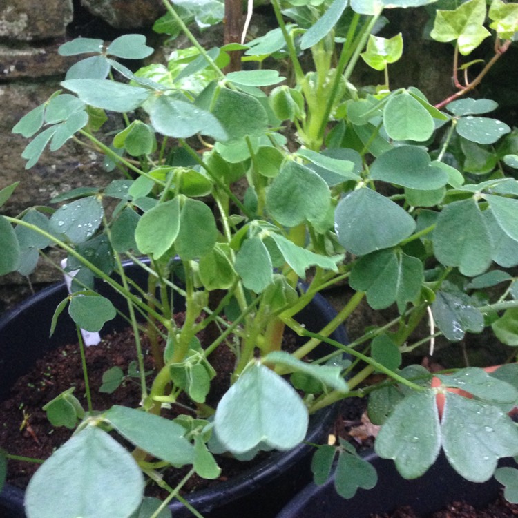 Plant image Oxalis tuberosa