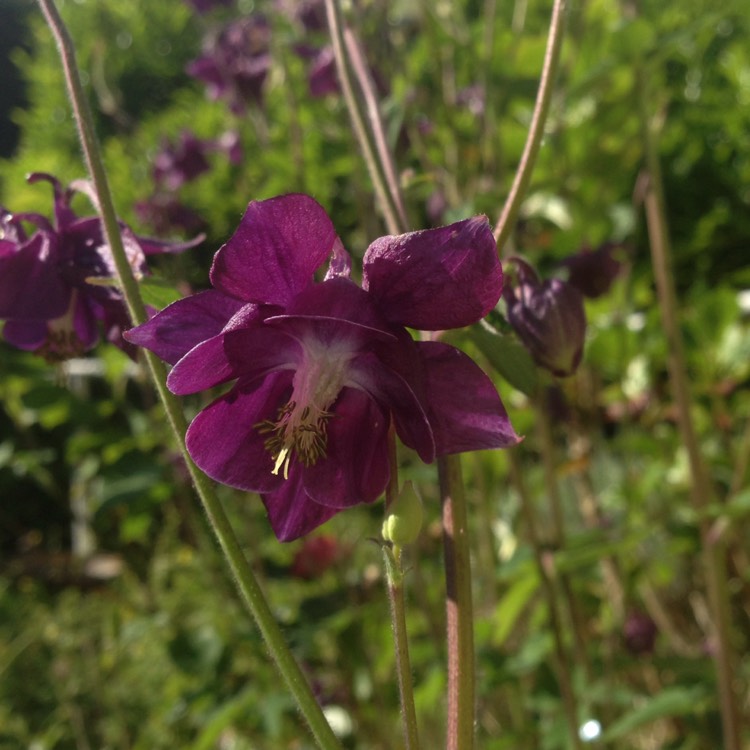 Plant image Aquilegia bulgaria 'Blue Barlow'