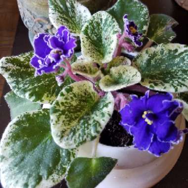 Streptocarpus sect. Saintpaulia  syn. Saintpaulia