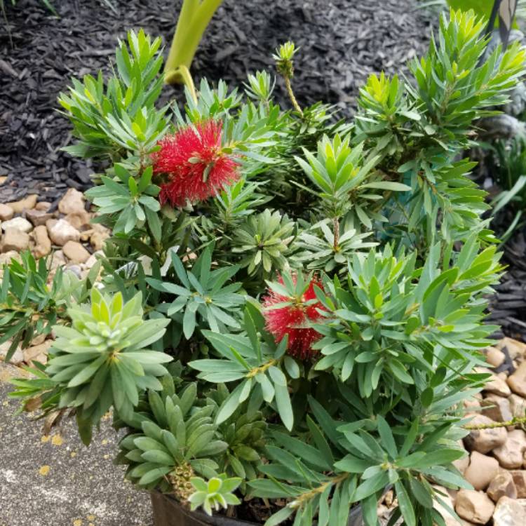 Plant image Callistemon Laevis