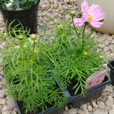 Cosmea 'Sonata Pink Blush'