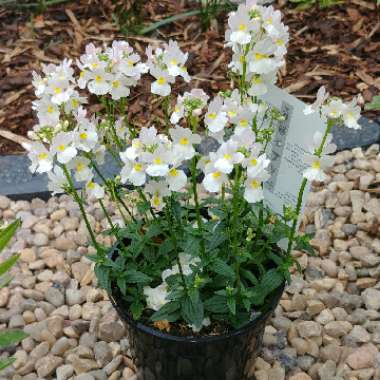 Nemesia 'Wisley Vanilla'