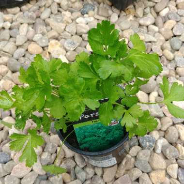 Flat-leafed Parsley