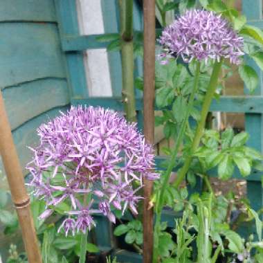 Allium