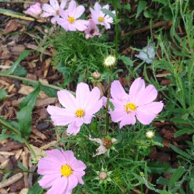 Cosmea 'Sonata Pink Blush'