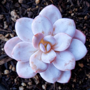 xGraptoveria Laui Pink