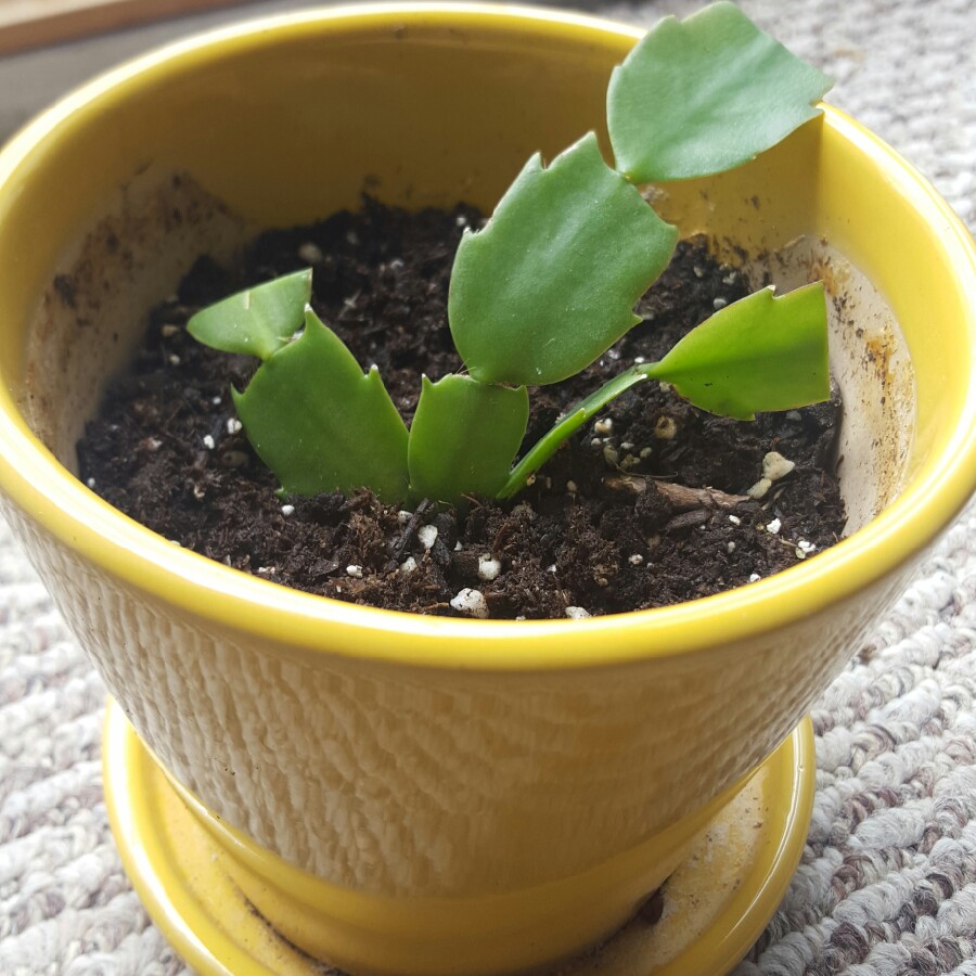 Schlumbergera x buckleyi