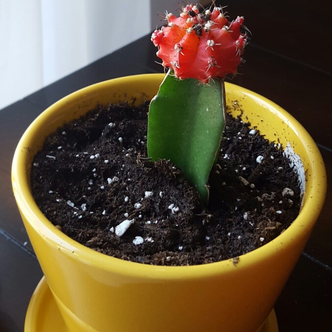 Moon Cactus (Graft)