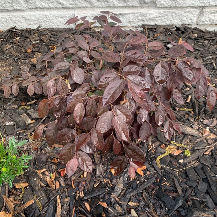 Plant image Loropetalum 'Purple Pixie®'