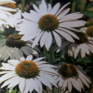 Coneflower 'Happy Star'