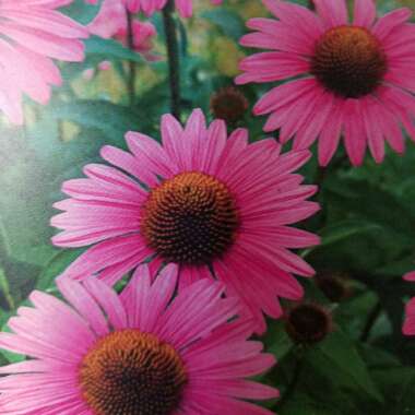 Coneflower 'Primadonna Deep Rose'