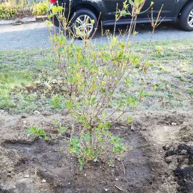 Redvein Enkianthus 'Summer Hill'