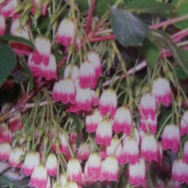 Redvein Enkianthus 'Summer Hill'