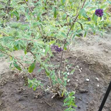 Butterfly Bush 'Black Knight'