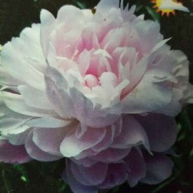 Peony 'Monsieur Jules Elie' (Herbaceous)