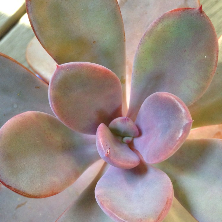 Plant image x Pachyveria 'Blue Tongue' syn. Graptoveria 'Blue Tongue'