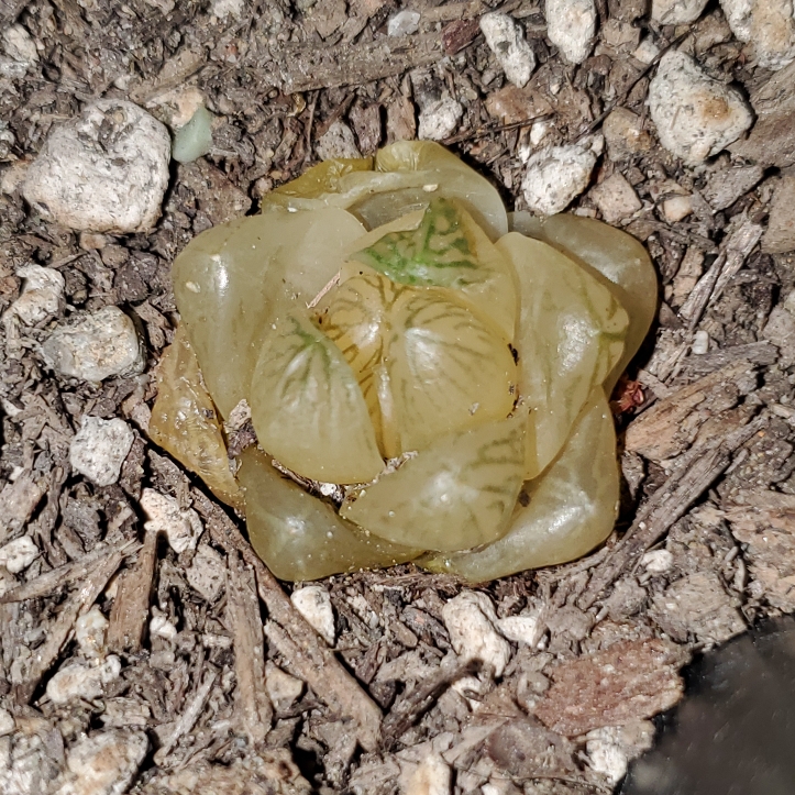 Plant image Haworthia Cooperi Red Rock