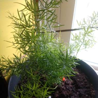 Common Asparagus Fern