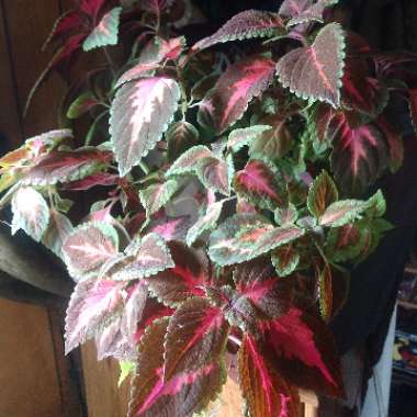 Coleus