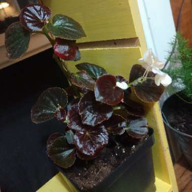 Rieger Begonia 'Solania Red Orange'