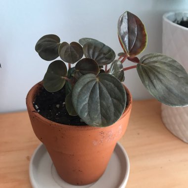 Peperomia