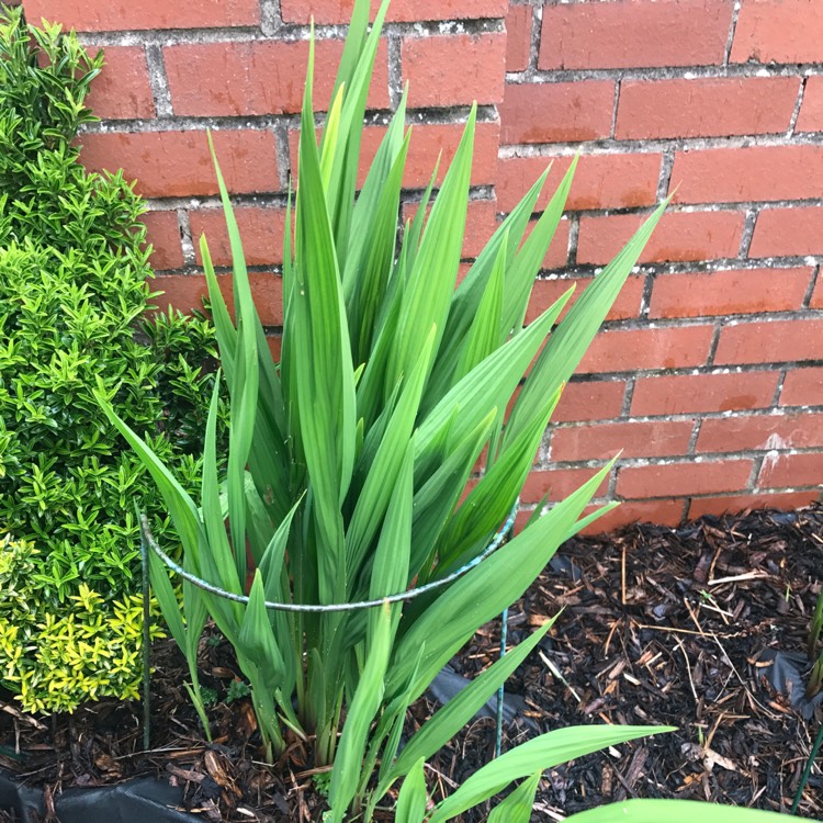 Plant image Crocosmia masoniorum