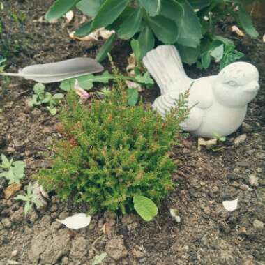 Calluna vulgaris 'Fred J. Chapple'