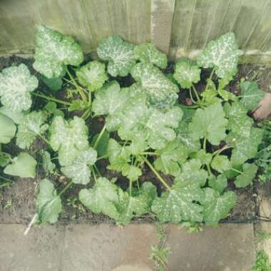 Cucurbita Pepo var. Cylindrica