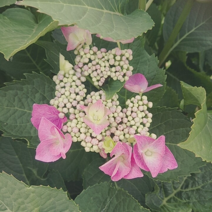 Plant image Hydrangea macrophylla 'Blaumeise'