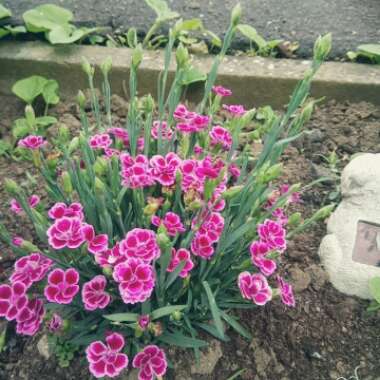 Dianthus 'Pink Kisses'