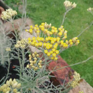 Helichrysum italicum 'Korma'