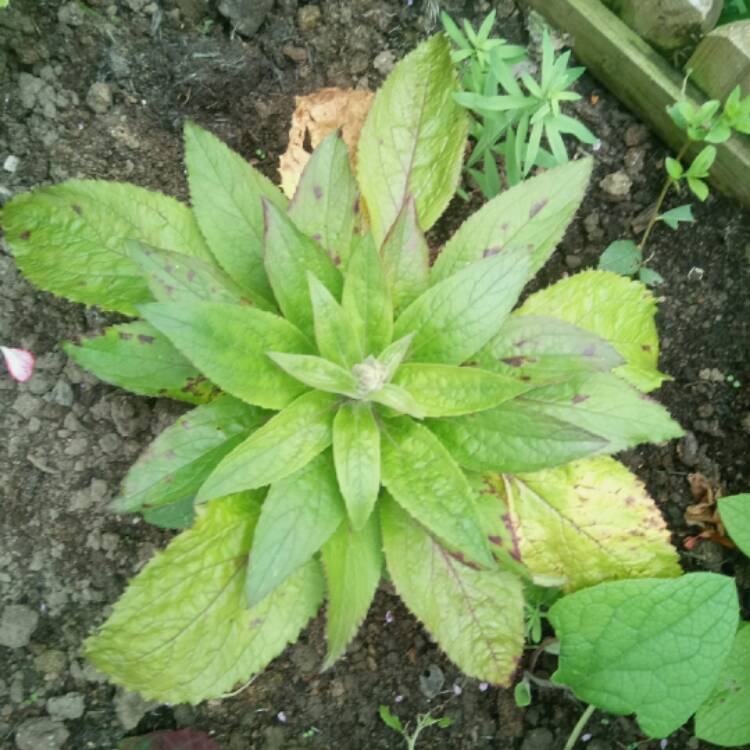 Plant image Digitalis x valinii 'Berry Canary'