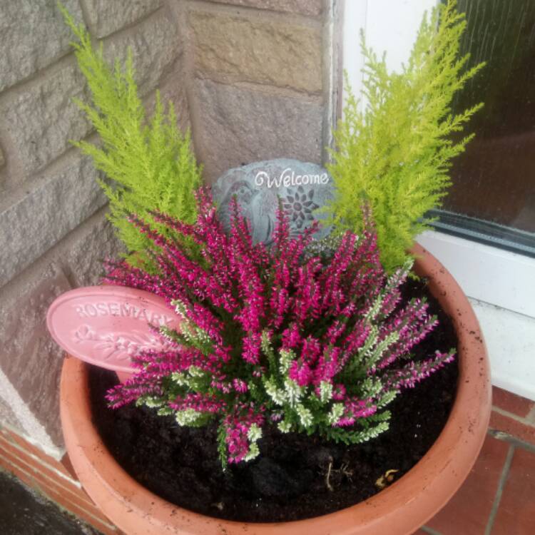 Plant image Calluna vulgaris 'Amethyst' (Garden Girls Series)